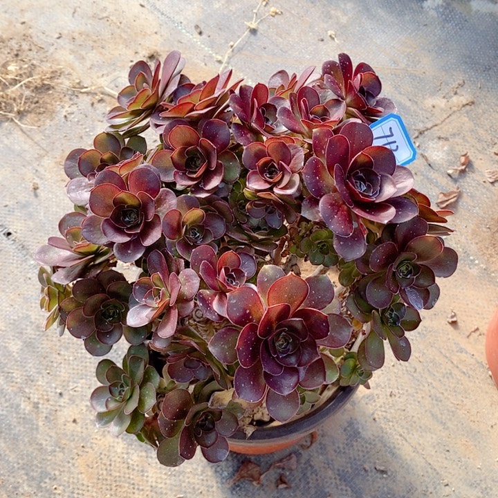 713魅金玫瑰多肉法师