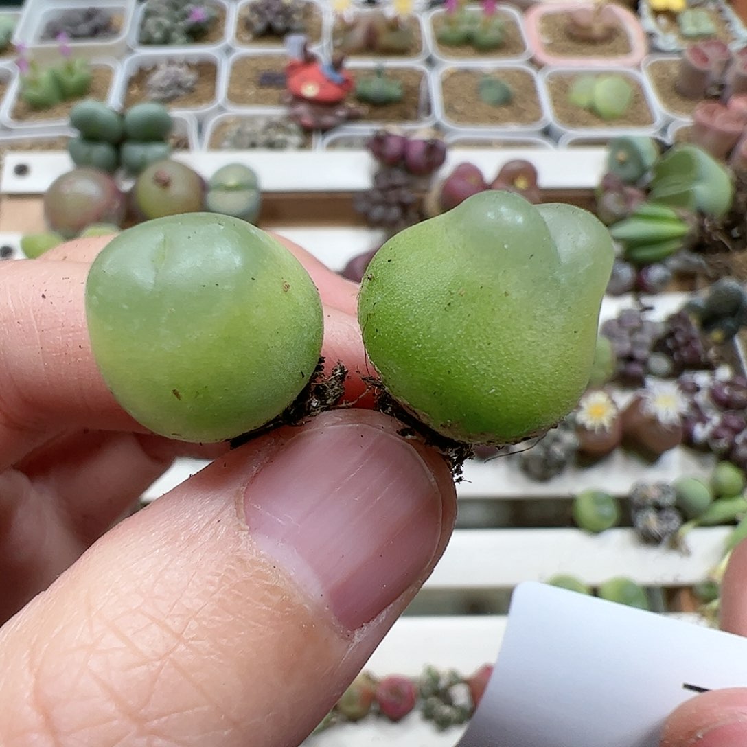 【闪购商品】一****女65 一起