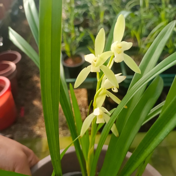 兰花建兰四季兰素心连续开花浓香型绿植适合各场地摆放好种易活