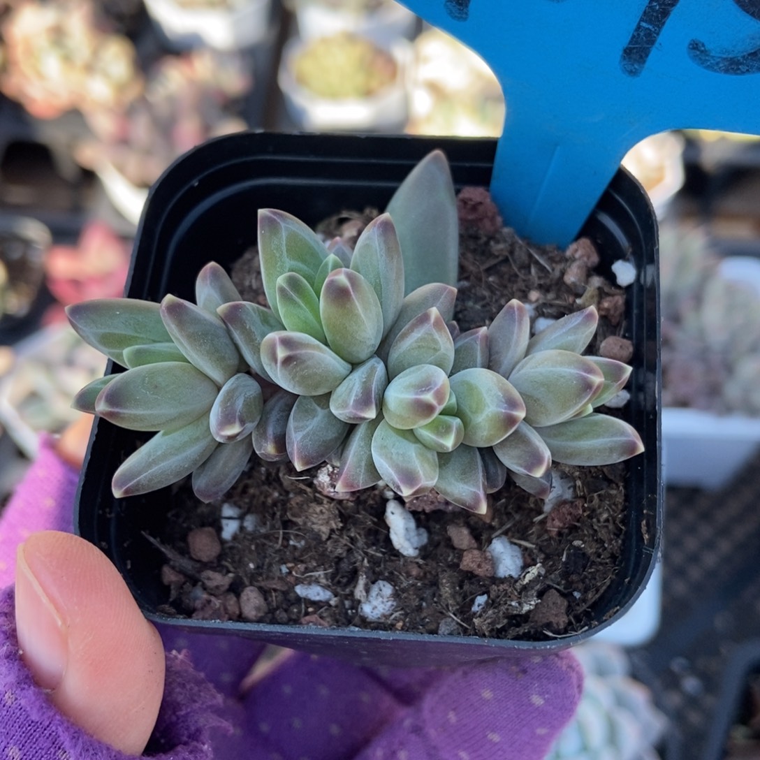 7075梵高美人多肉植物