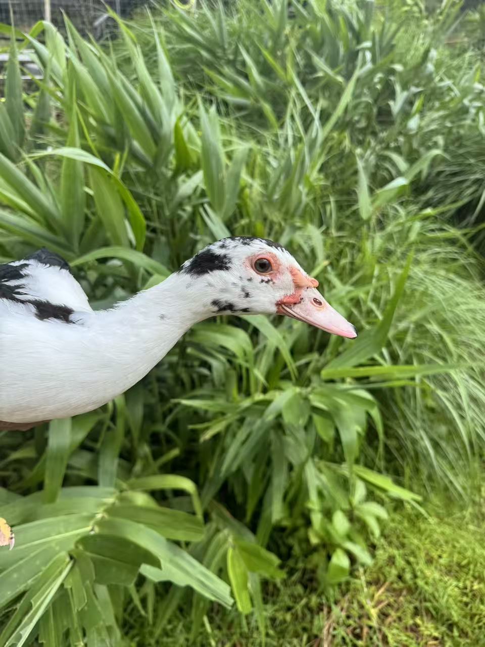 天然幼苗散养200天山林走地红头大番鸭净重4-5斤送汤料包顺丰包邮