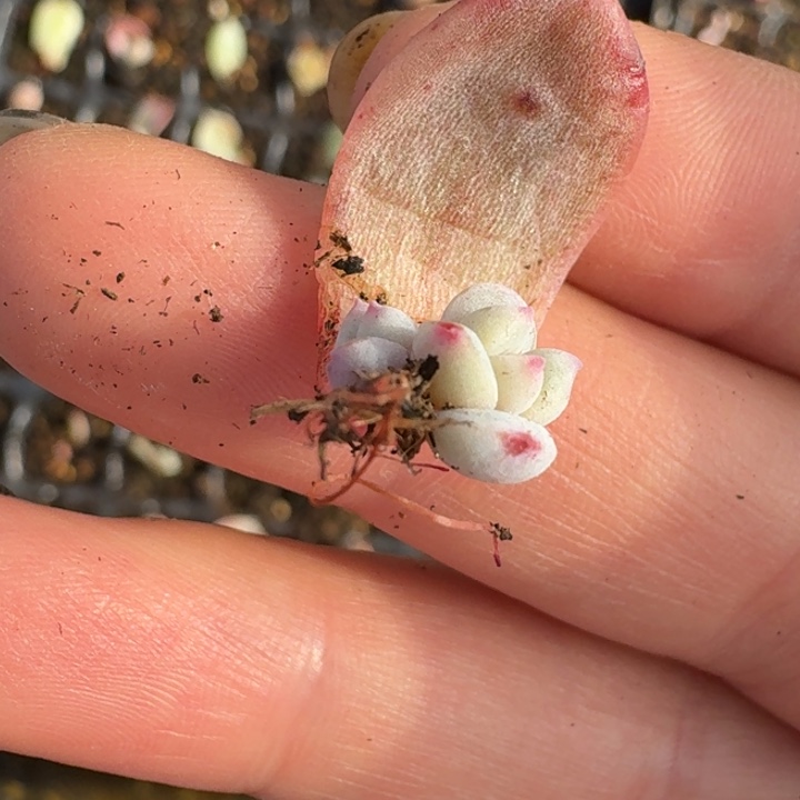 也卡覆轮一物一拍252