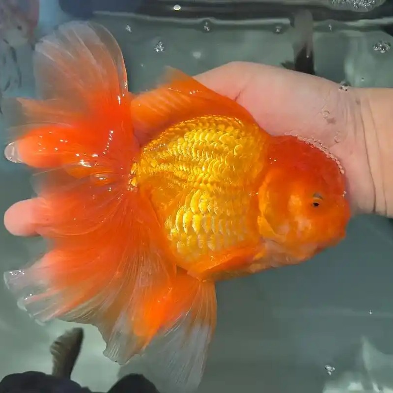 冷水淡水好养耐活百褶泰狮金鱼（拍下默认微瑕，介意勿拍）