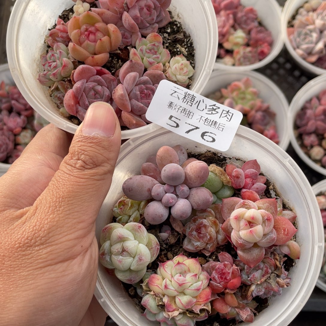 云糖心多肉植物576