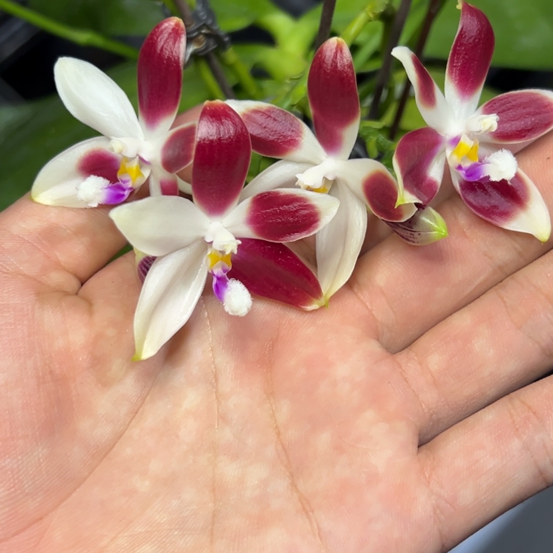 完全开放l630三寸熊猫盾