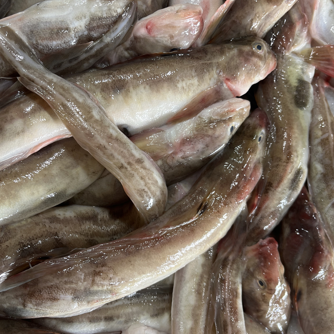 【买4斤送1斤  到手5斤】本地新鲜海捕沙光鱼品质