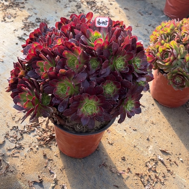 16-105安娜有断肢多肉