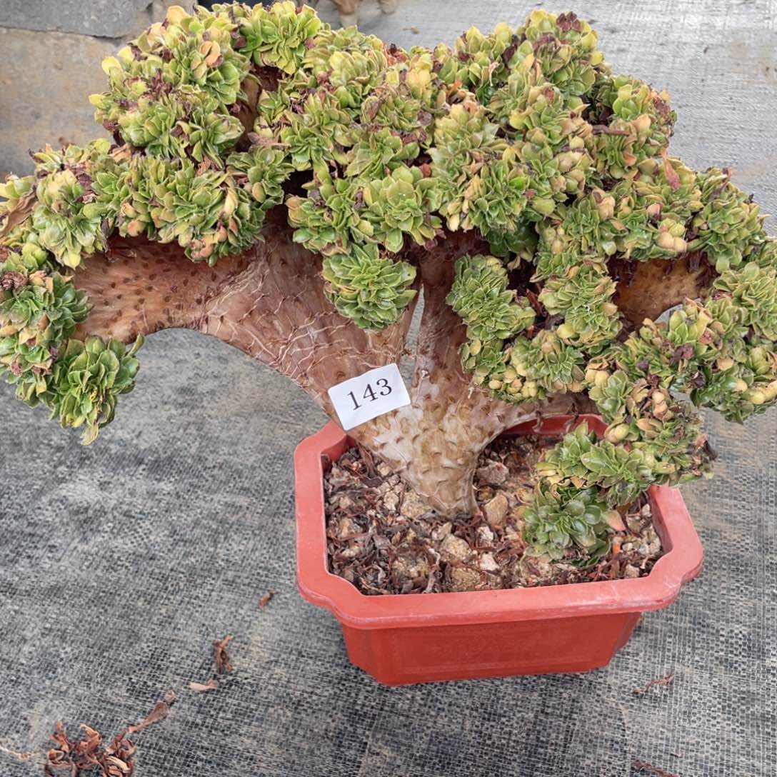 143号小叶香炉盘缀化