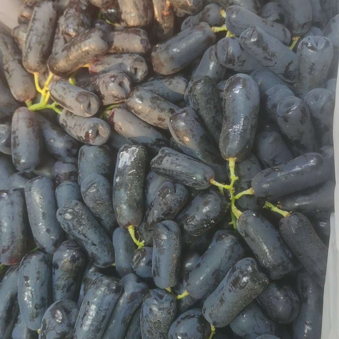 美人指葡萄一斤 辽宁省