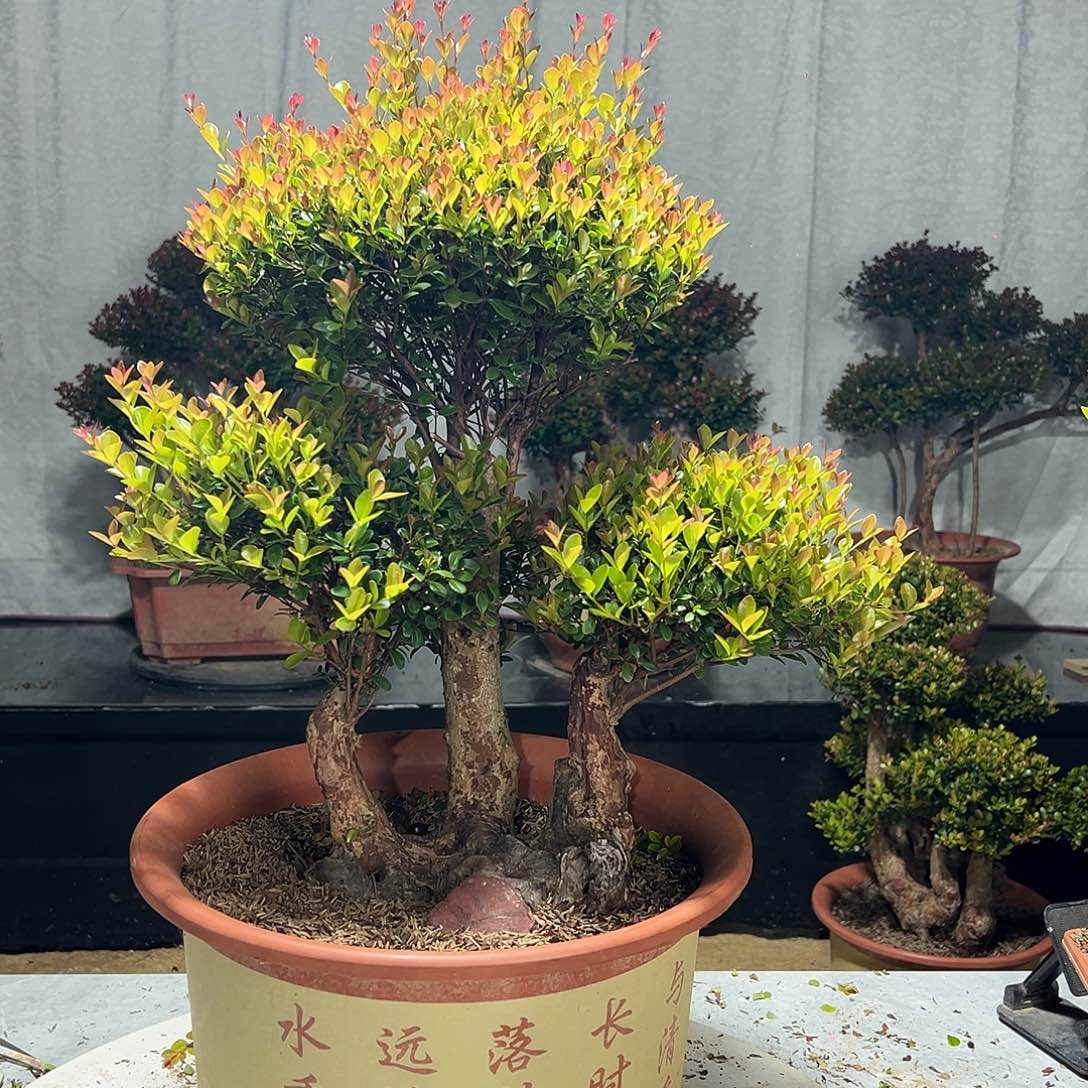 无花朵我不喜欢别人这样说话和