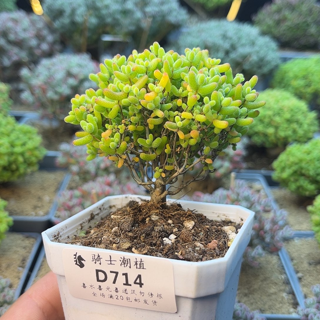 714蜜橘糖球枝干多肉