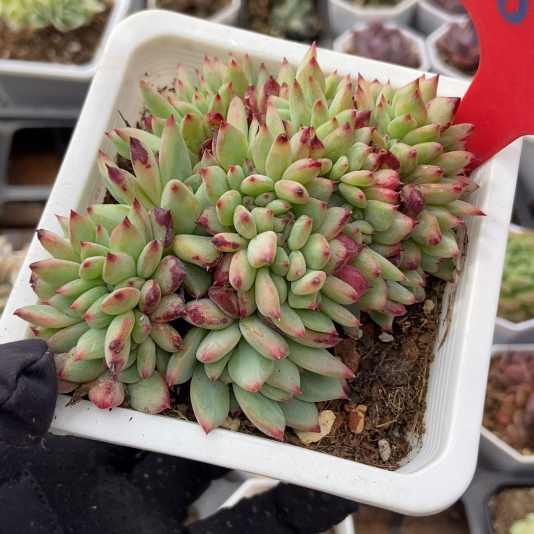 809拉糖缀duopoly is多肉