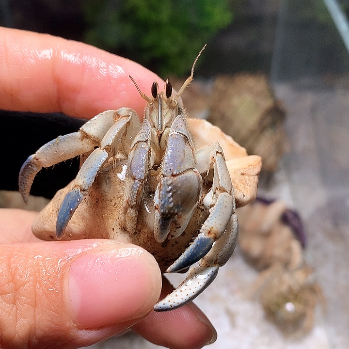 2.0口径奔跑的寄居蟹21