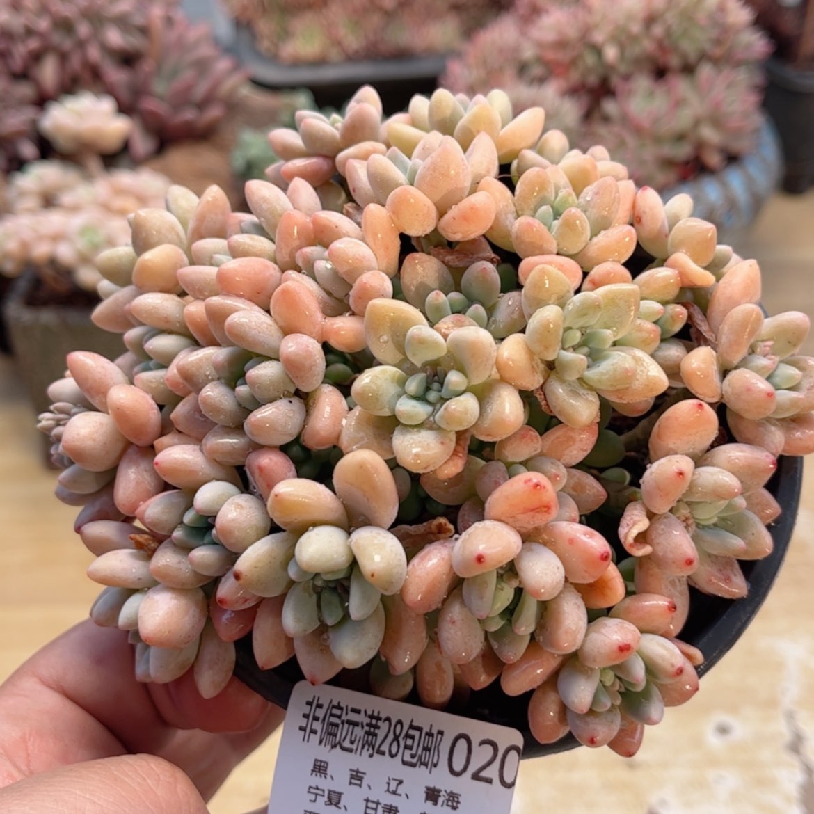 【闪购商品】020奶酪蛋糕