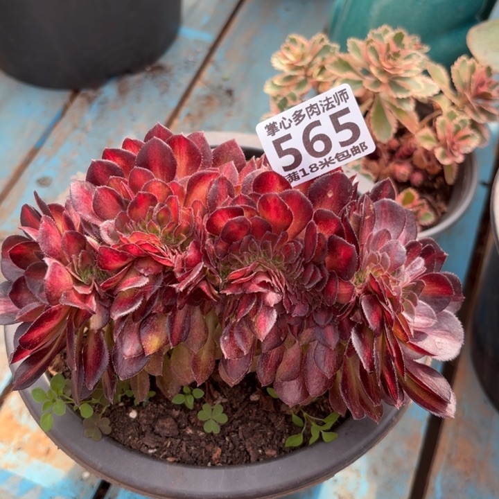 565抹茶缀化掌心多肉法师锦，