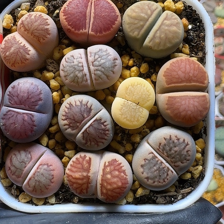 生石花1111。 菊套。   109