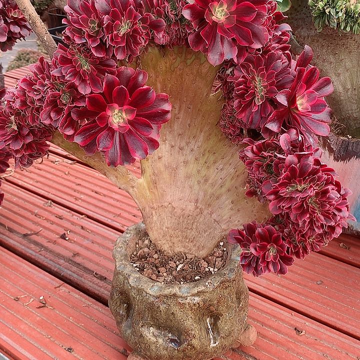 美杜莎缀化脱土发货啊