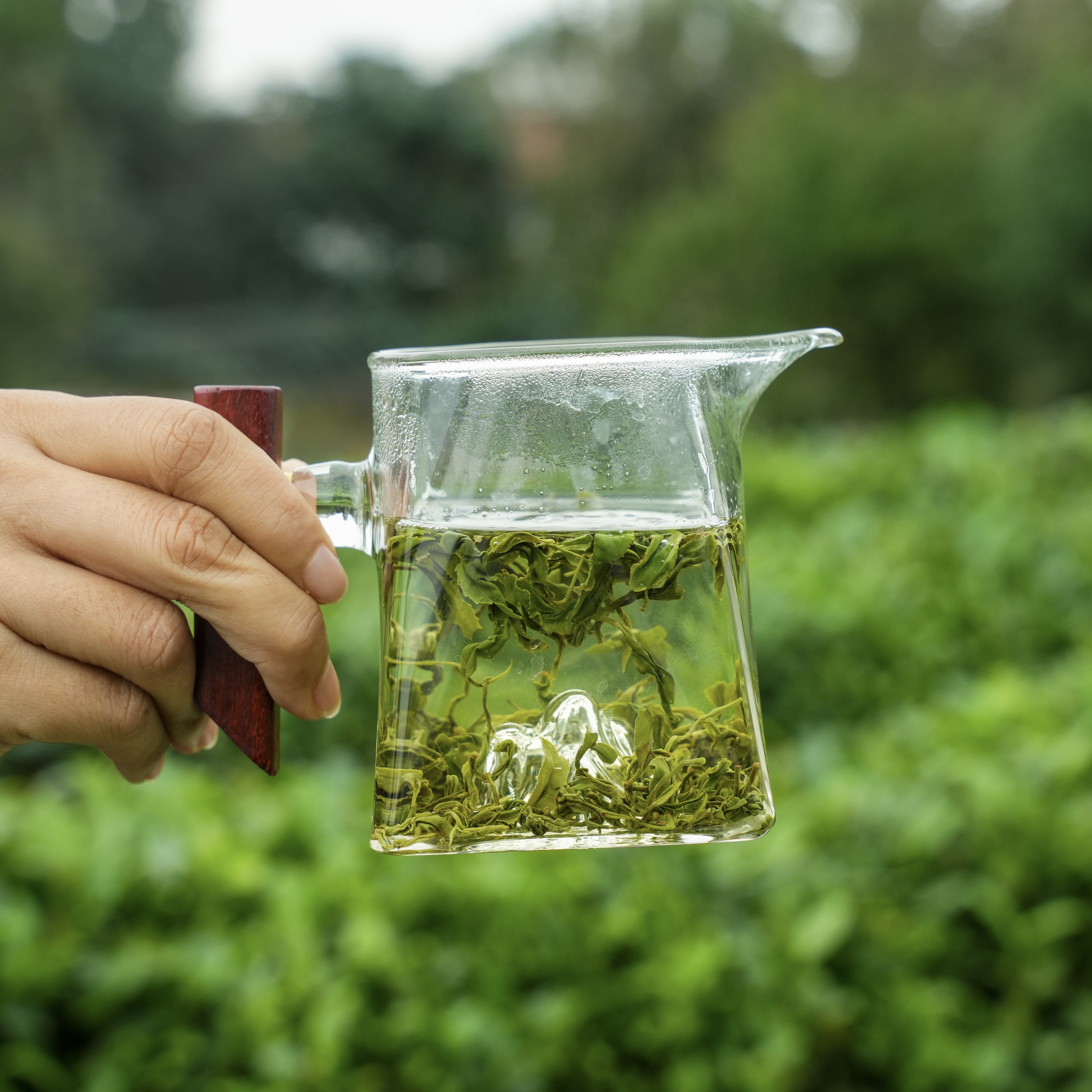 【春茶豆香】豌豆鲜香浓郁/四月底春茶/头采2025日照绿茶新茶礼