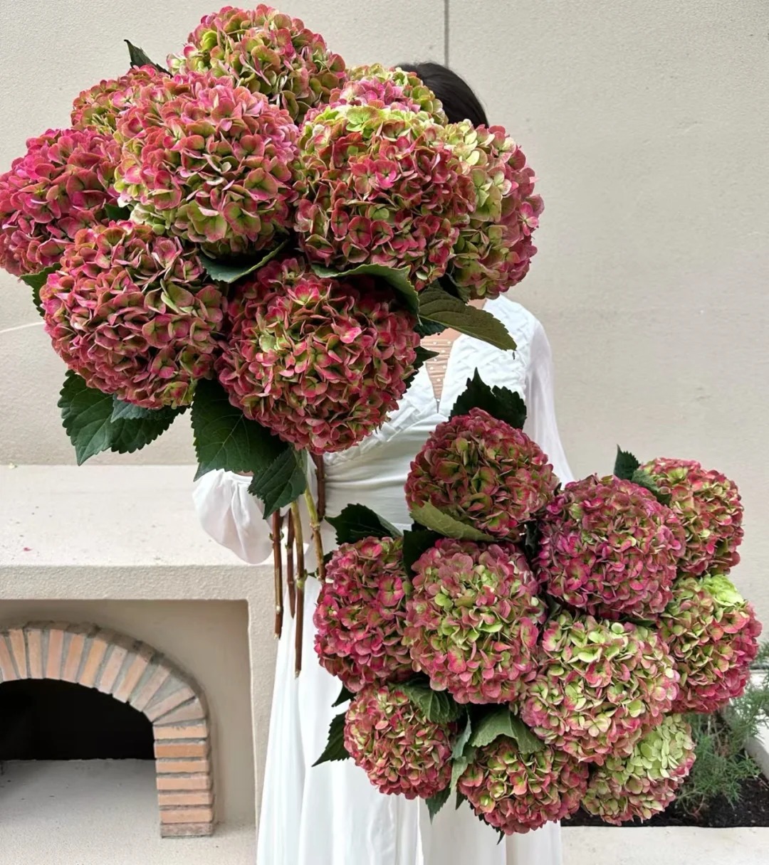 晚秋绣球可做干花秋色绣球