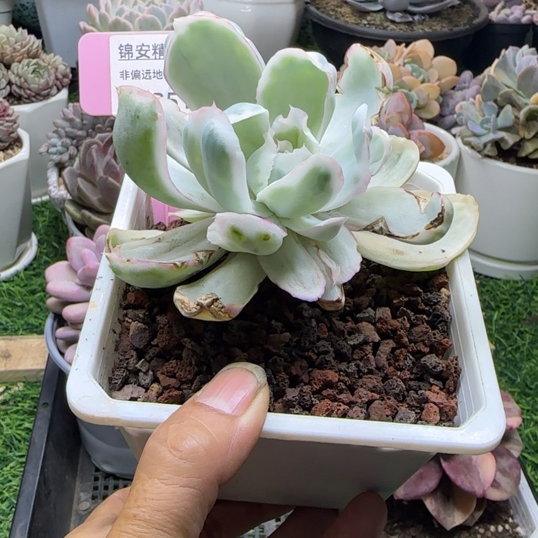 锦安精品多肉植物251