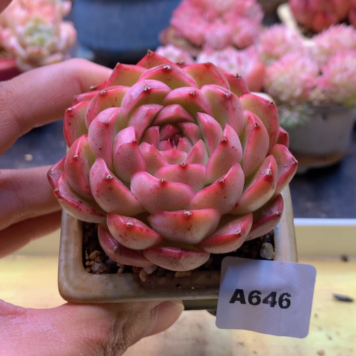 一物一拍满38包邮A646