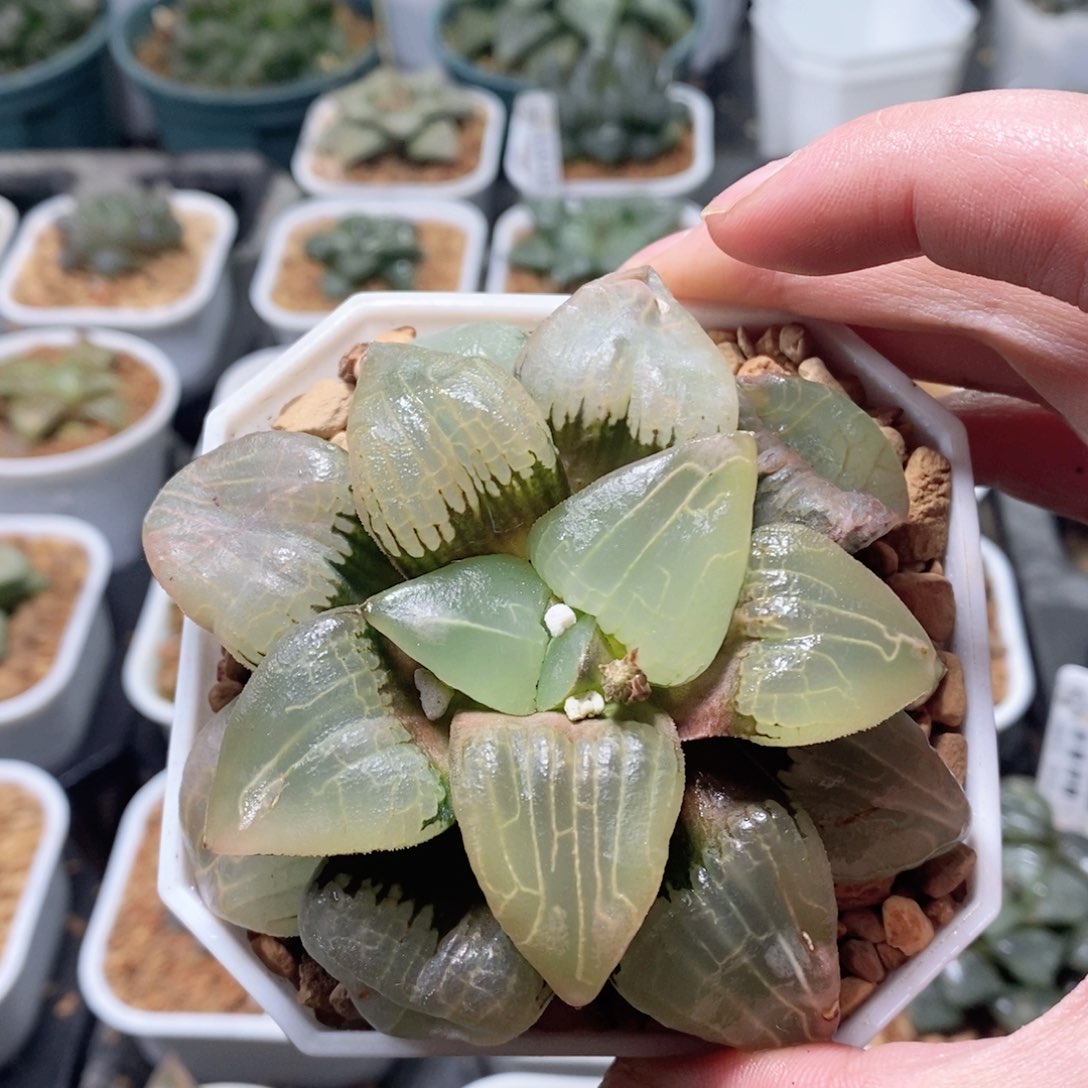 丸叶糯阿大明宫玉露多肉