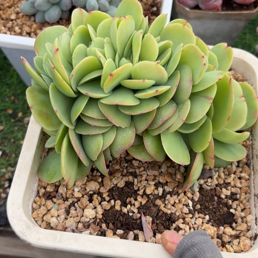 鸡蛋碧桃缀化888888888