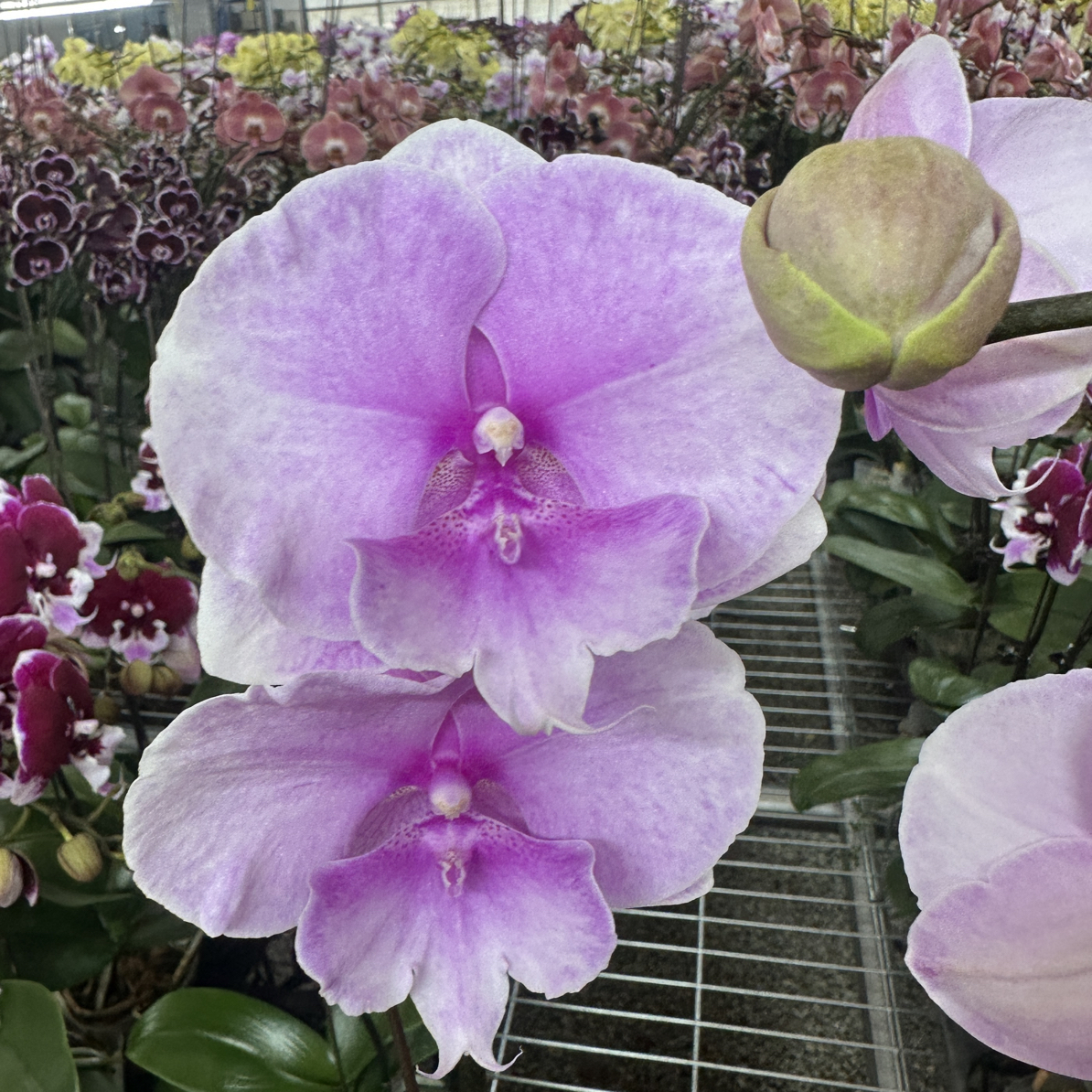 【迷雾】精品蝴蝶兰花室内阳台办公室高端花卉绿植盆栽年宵花
