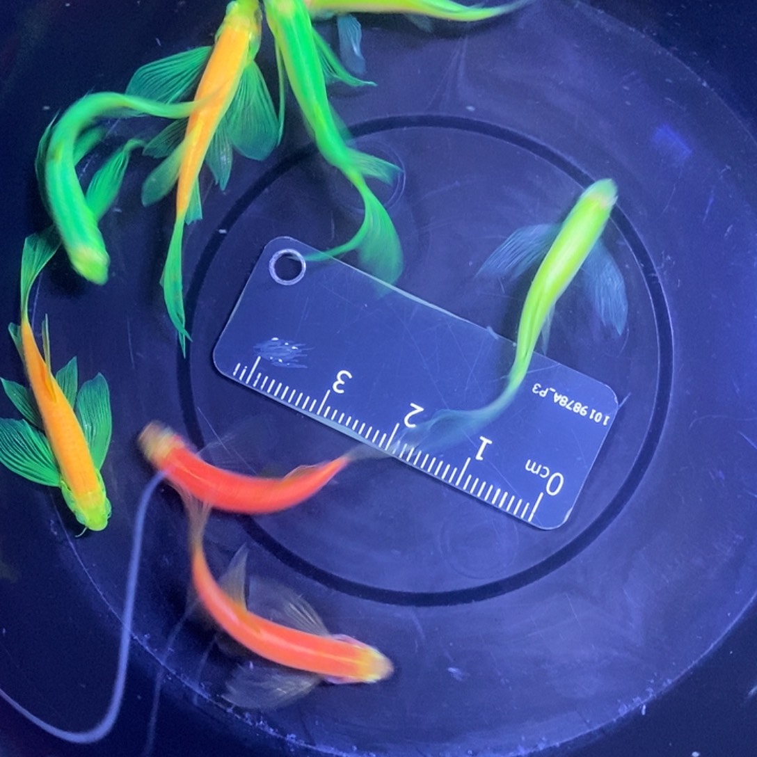 斑马鱼蝶翼斑马3.5-4厘米8条