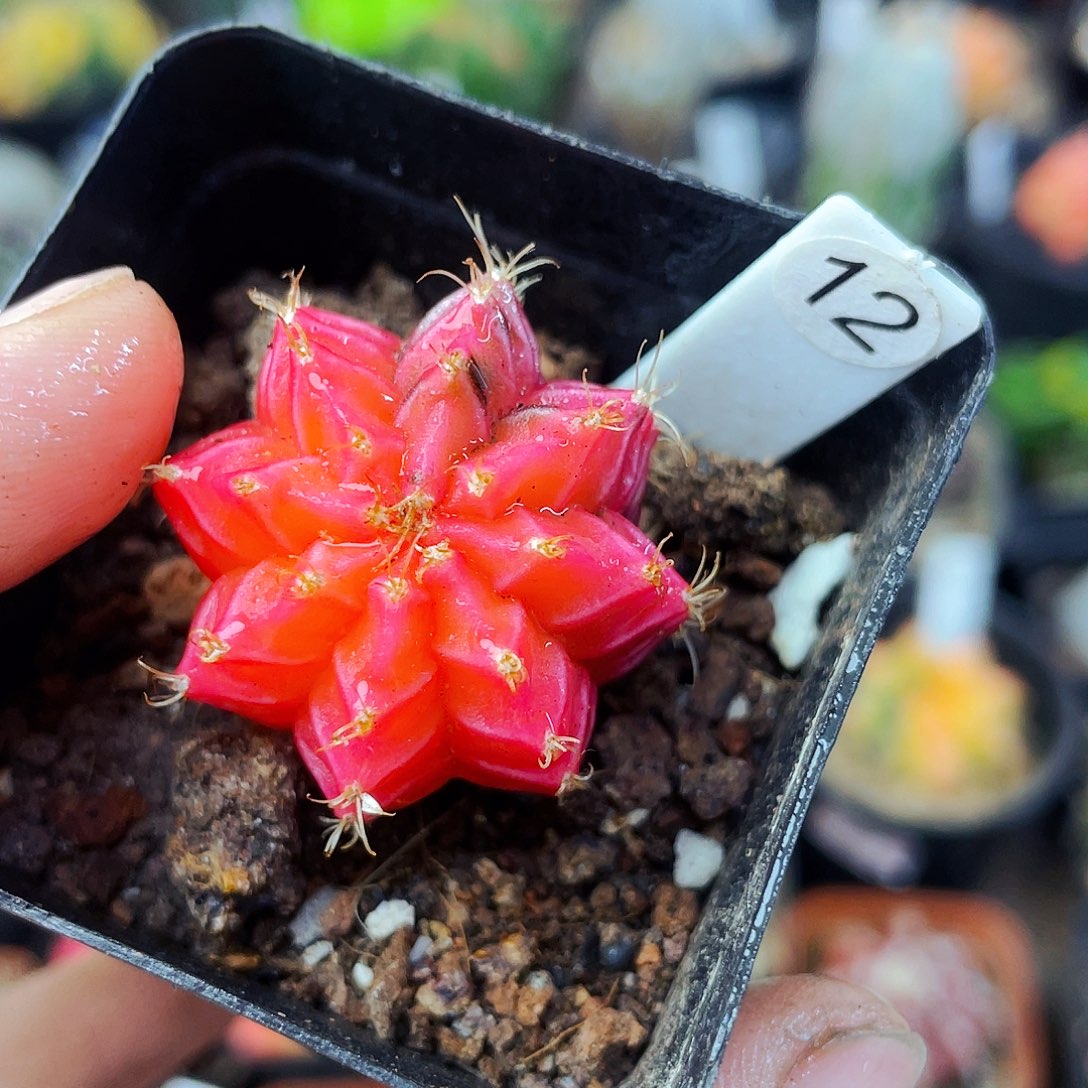 非偏远地区满25包邮仙人球