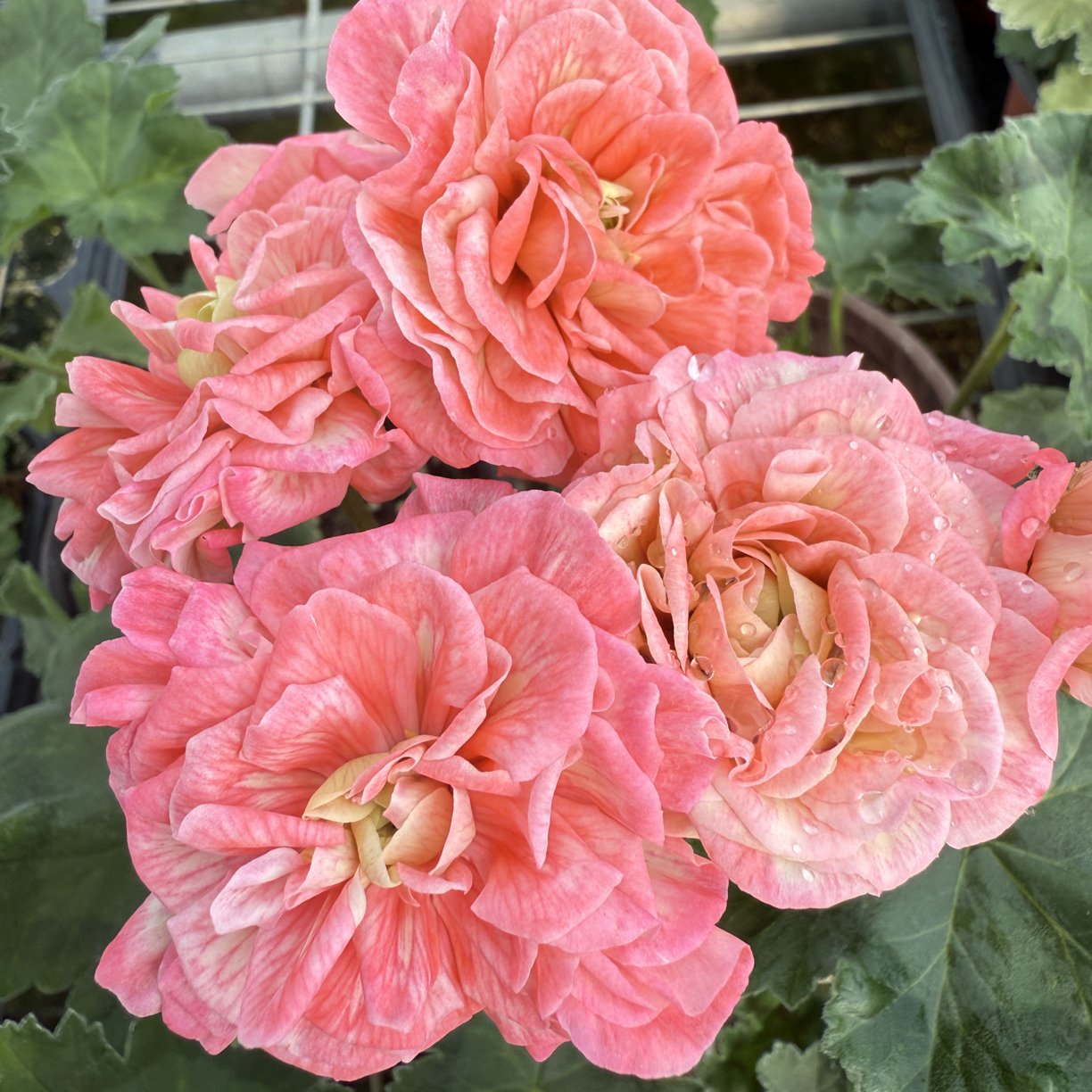 直立品种天竺葵迦太基