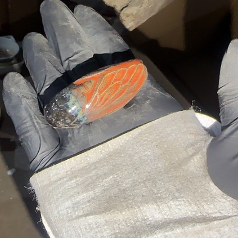 瓷片国营厂库存茶宠