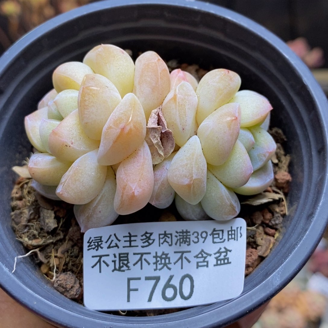 760珍妮冰玉多肉不包整