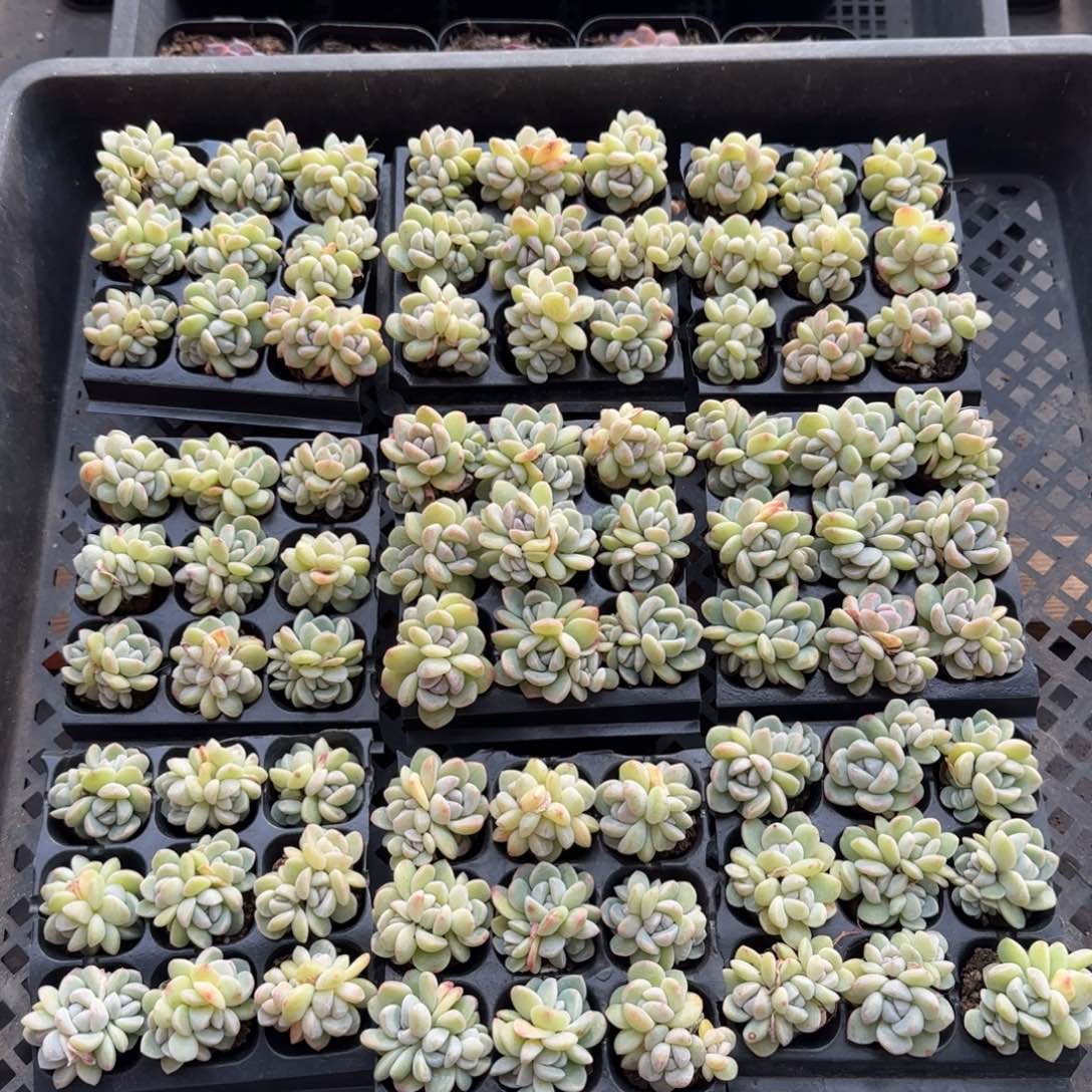 （量拍）翡翠琥珀冰9颗一组