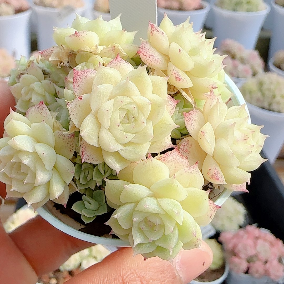 .***e0103-79（m1-2-3）优选