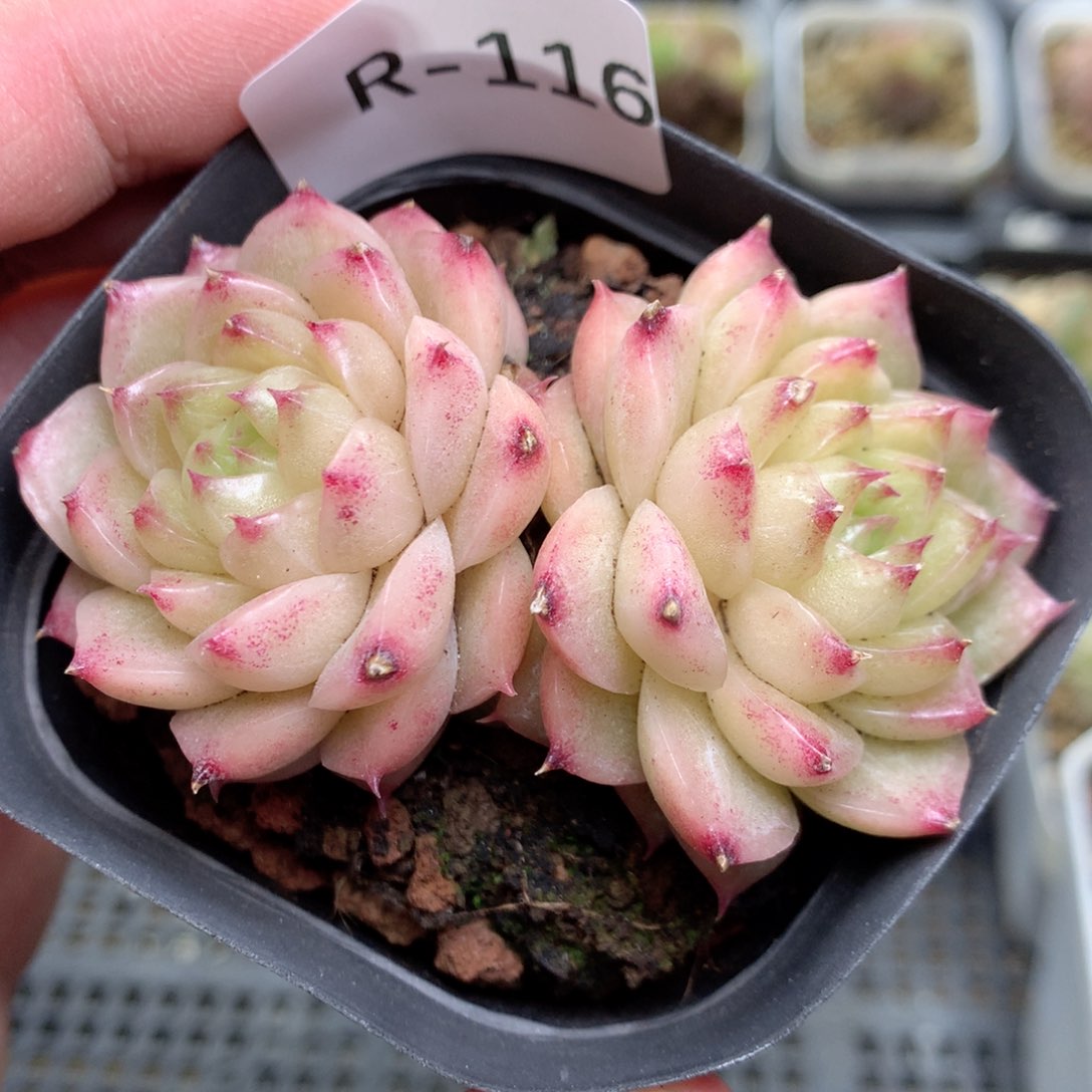 R116 不整，柿子多肉20包邮