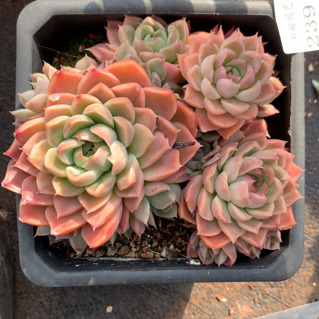 2391杂交精品基地13厘米