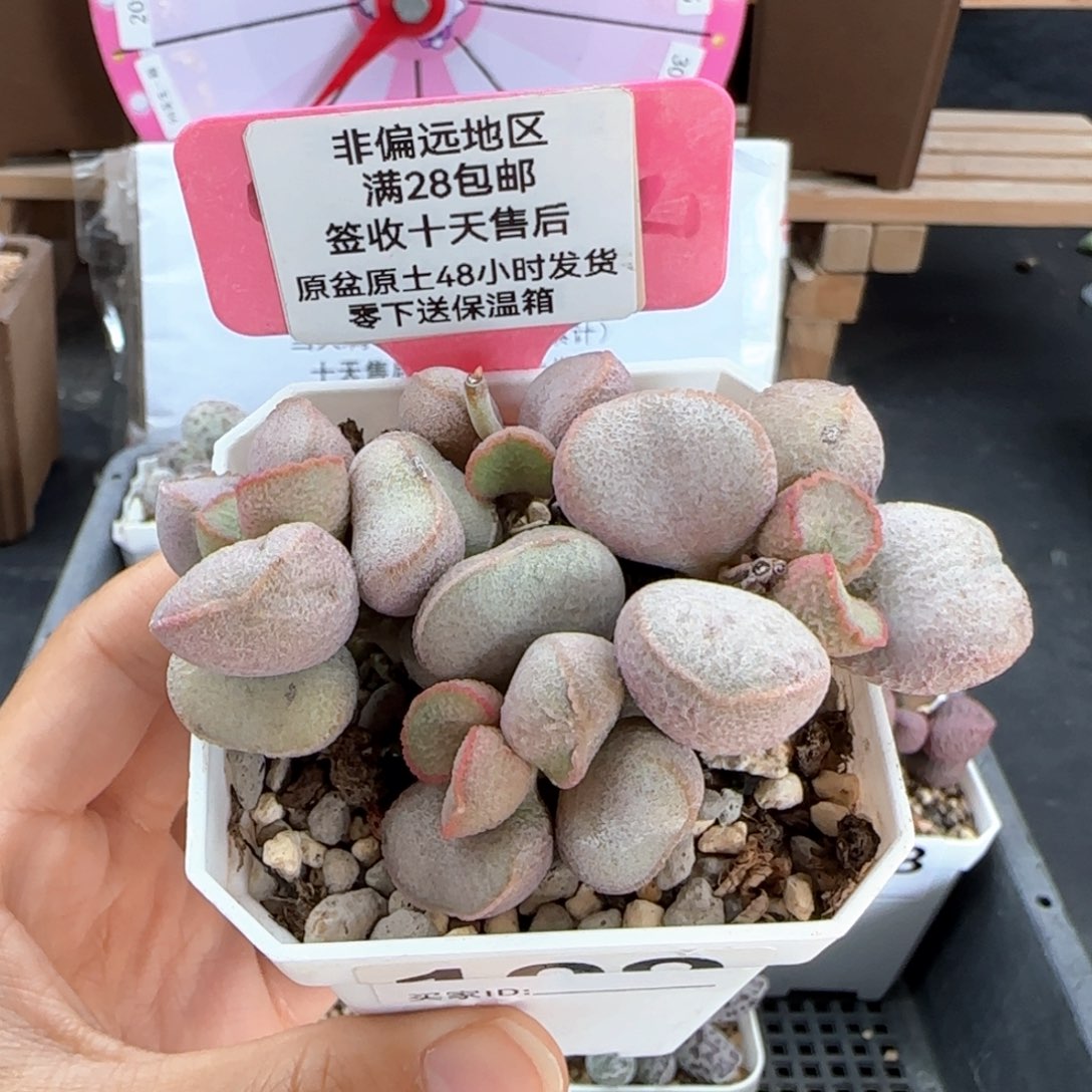 109黛安娜多肉植物