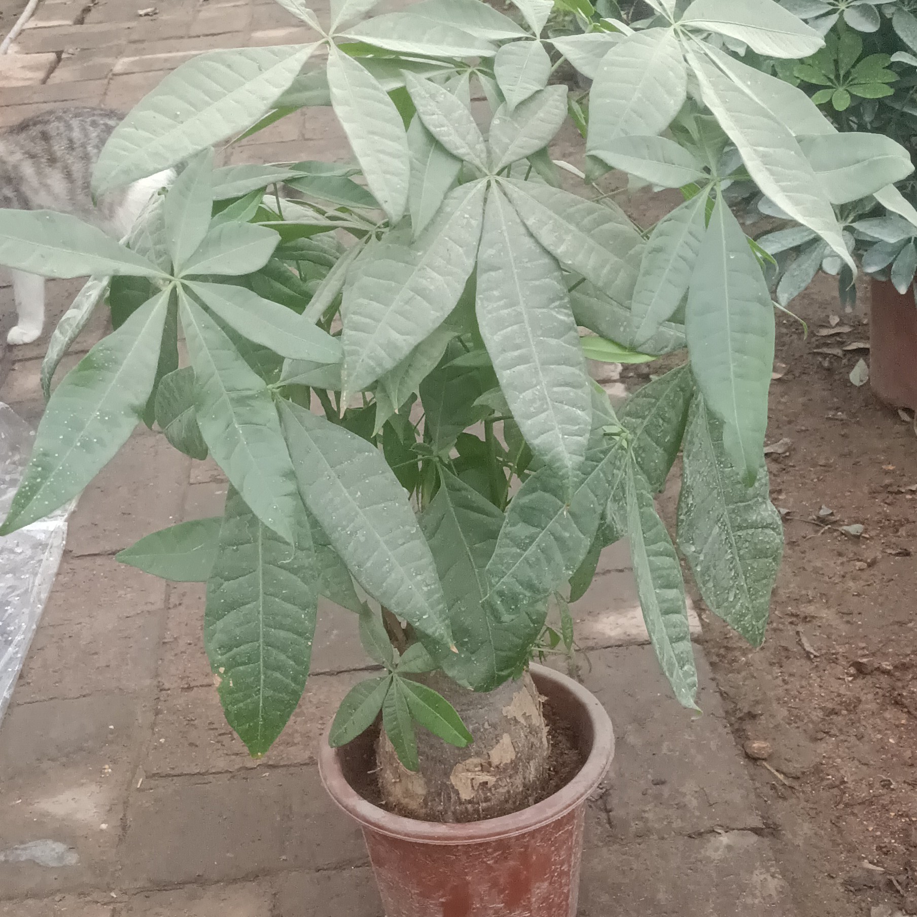 发财树，一个月浇一次水，特别好养。