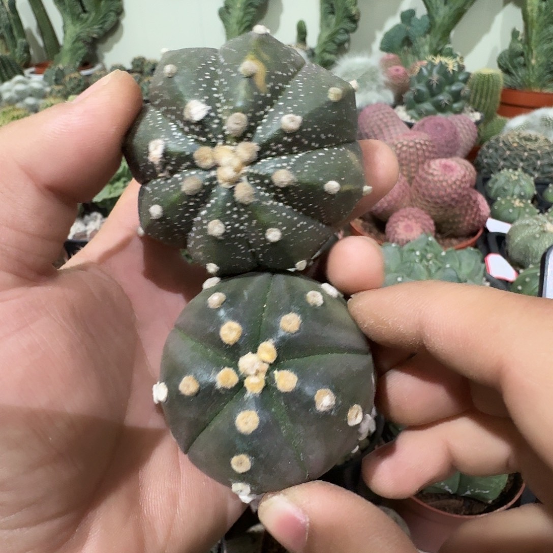 一颗鸾兜景一颗紫皮五棱兜包邮