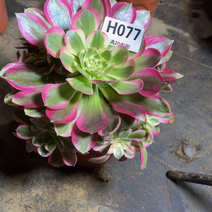 瑞妈，。。。。。077布。