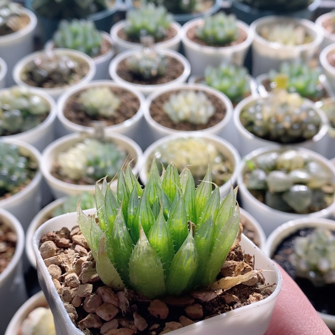 钻石实生针管玉露