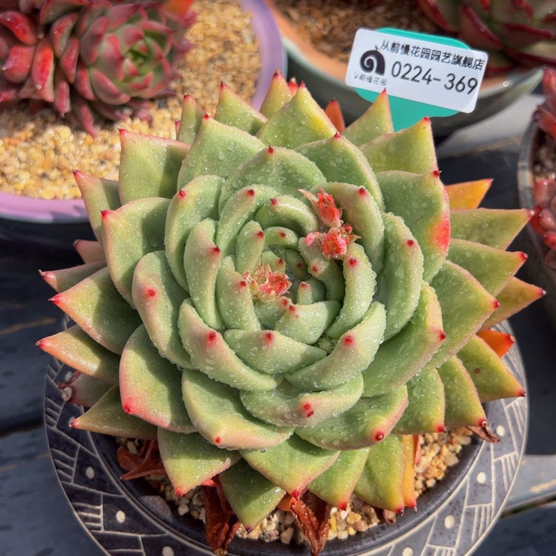 从前慢多肉精选编号0224.369