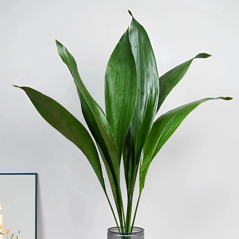 一叶兰绿植室内水培盆栽四季常青客厅懒人水养植物好养活净化空气