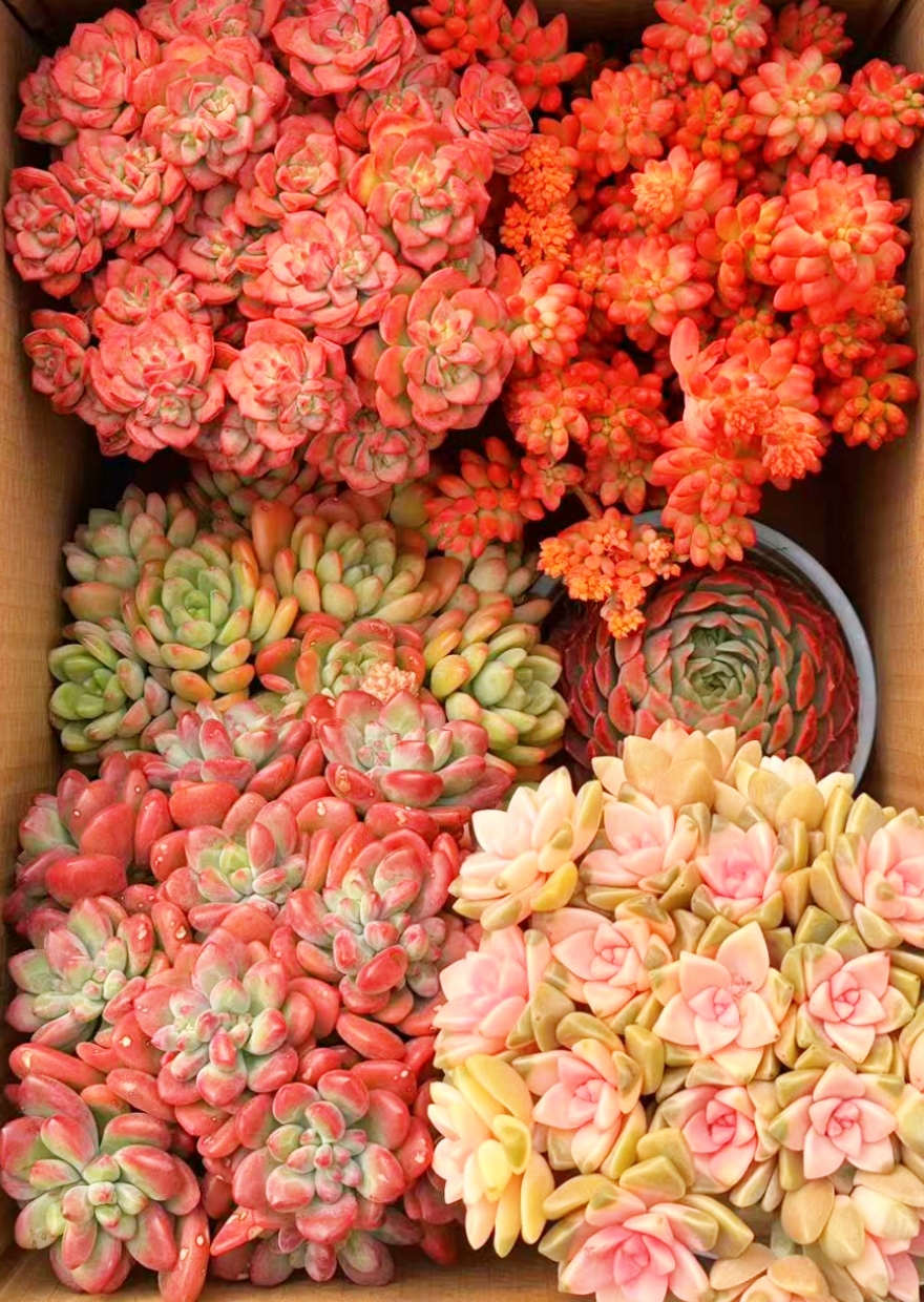 AA满满一大箱 多肉植物 全部带盆带土栽好种好 好养耐活   耐旱 