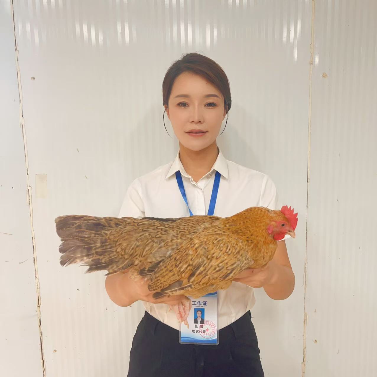 【助农现场】农家全粮散养菜母鸡 人工现杀 顺丰包邮ZQ