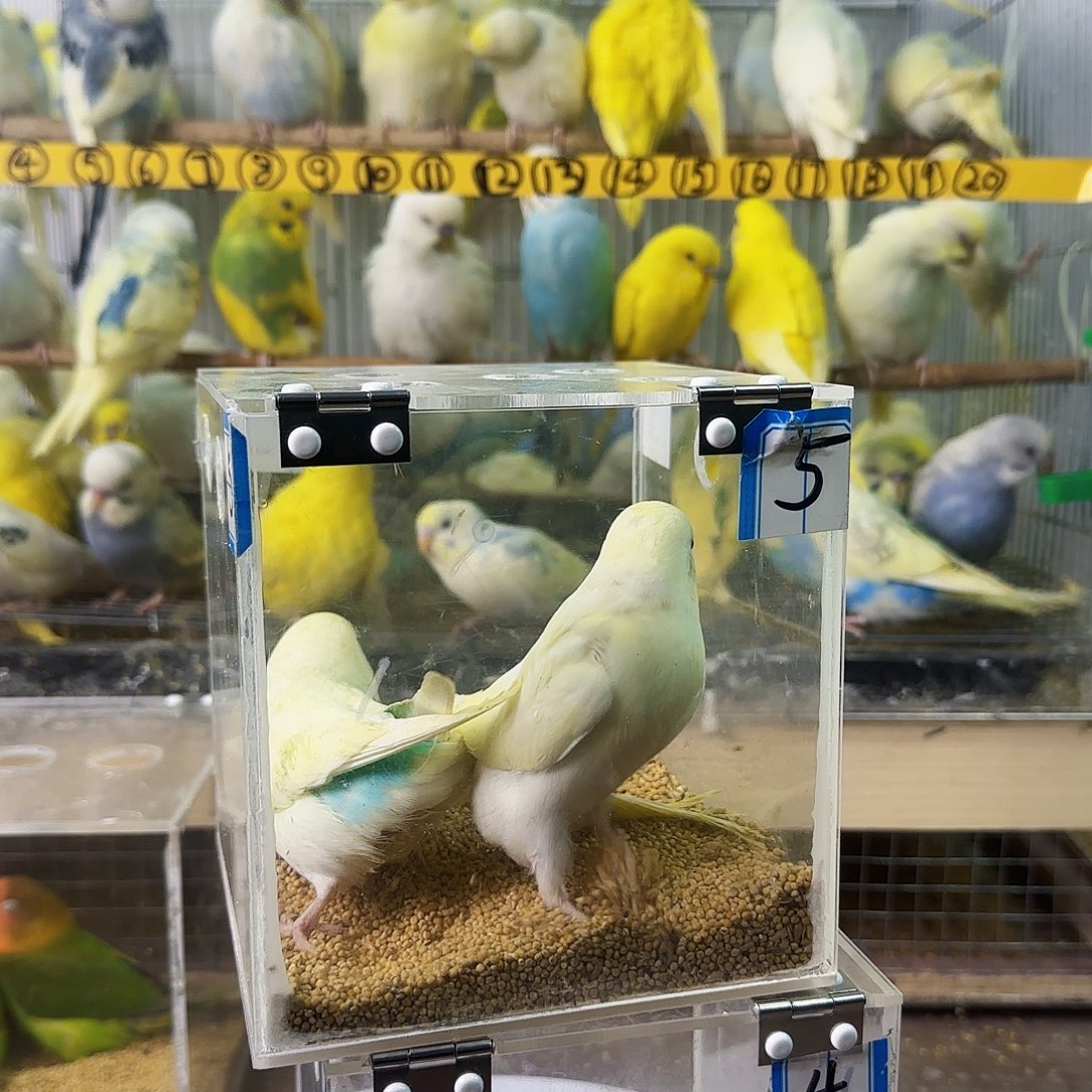 虎皮鹦鹉金彩一对