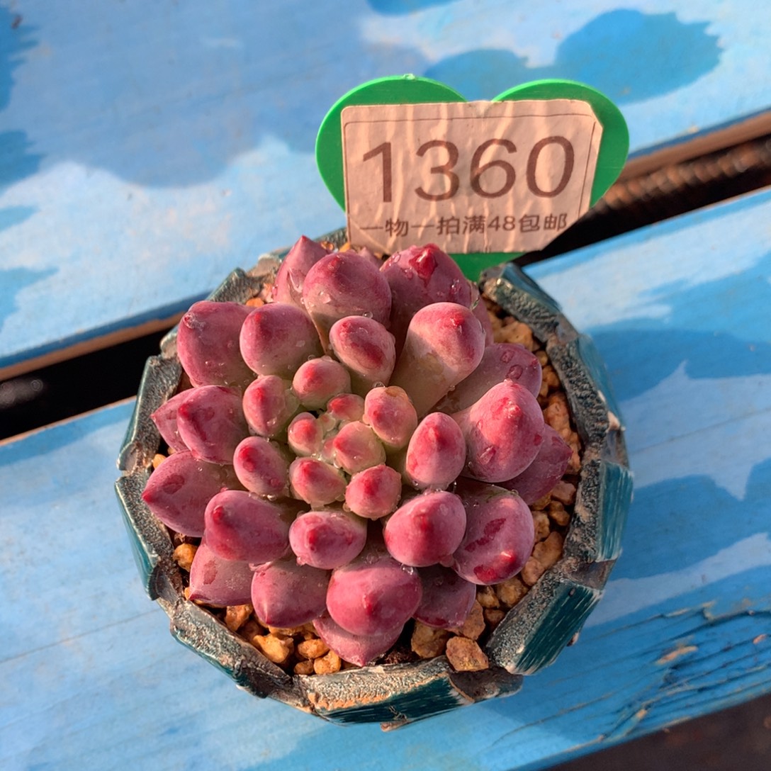 虞美人流沙体单头微瑕疵1360