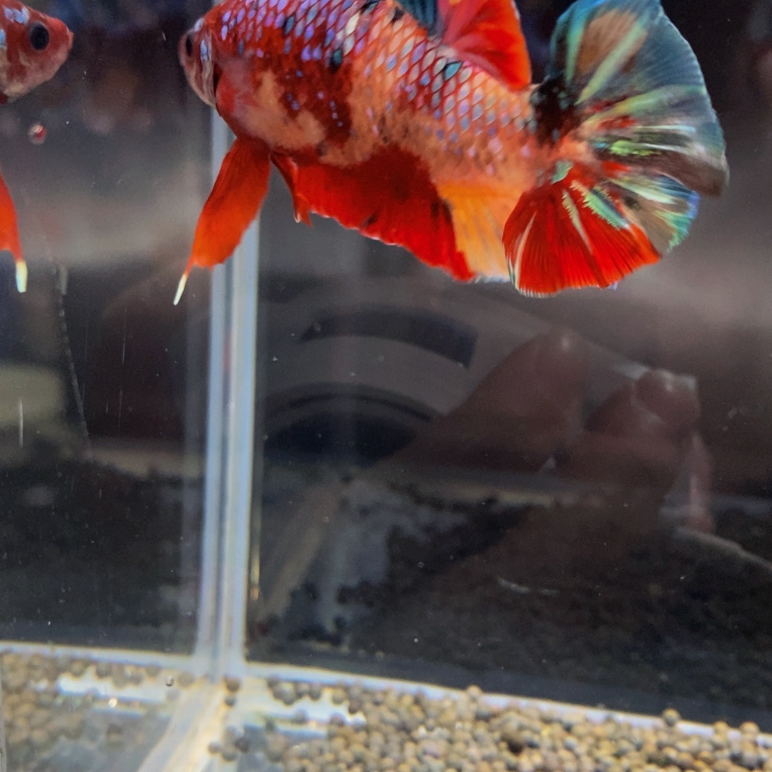 斗鱼306巨斗111111