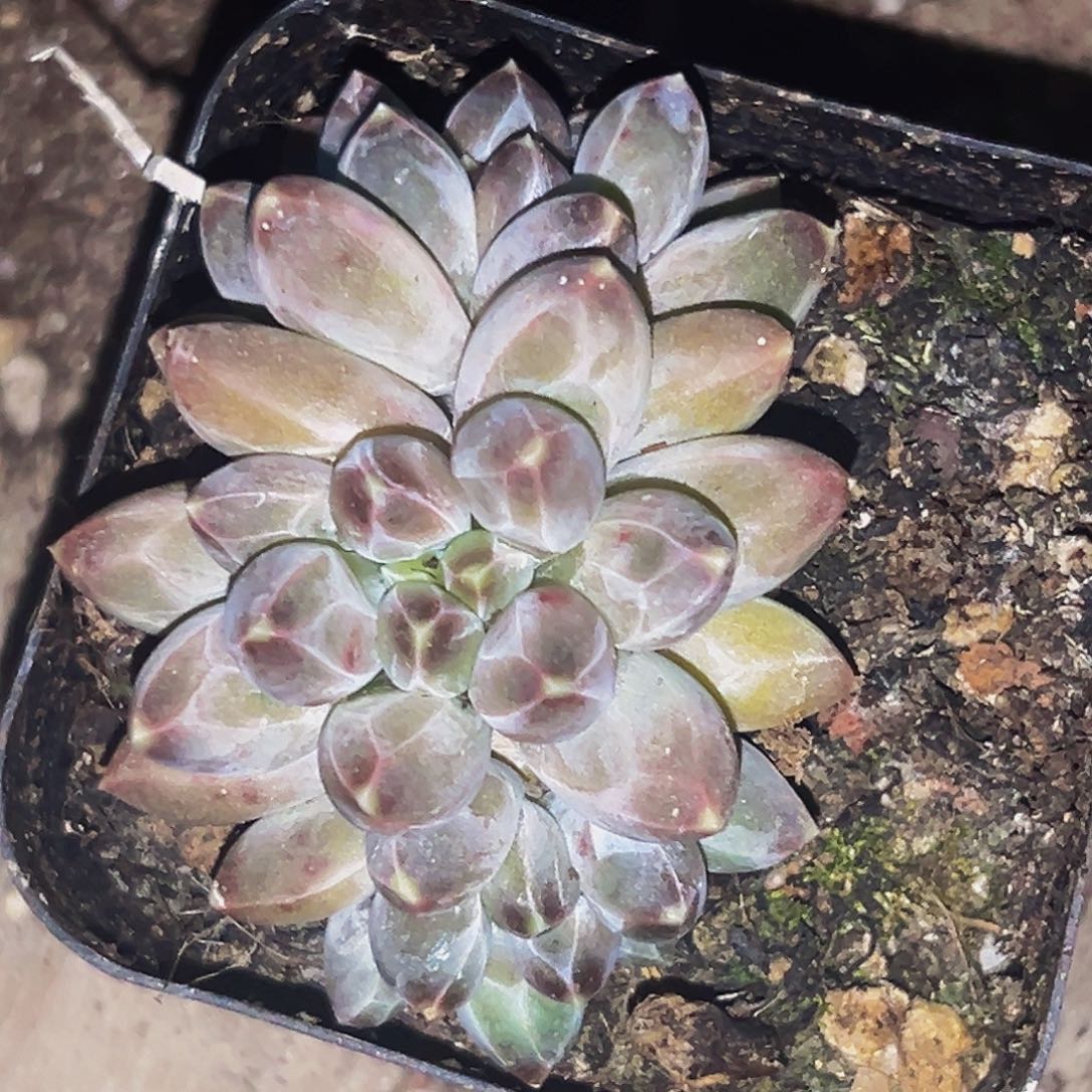 桔云多肉美人精品系列